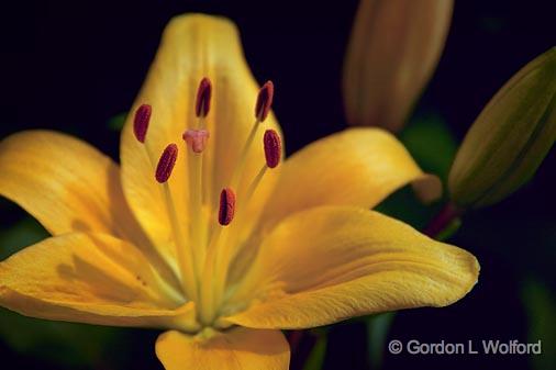 Golden Lily_03401.jpg - Photographed near Parry Sound, Ontario, Canada.